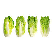 Gem Romaine Lettuce Seeds