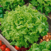 Grand Rapids Lettuce Seeds