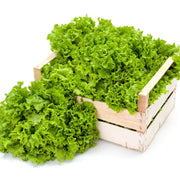 Grand Rapids Lettuce Seeds