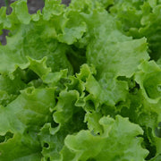 Grand Rapids Lettuce Seeds