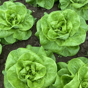 Heirloom Lettuce Seeds