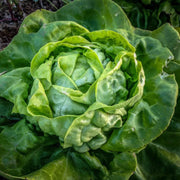 Heirloom Lettuce Seeds