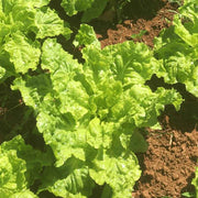 Lactuca Sativa Lettuce Seeds