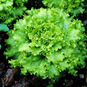Lactuca Sativa Lettuce Seeds