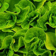 Light Green Lettuce Seeds