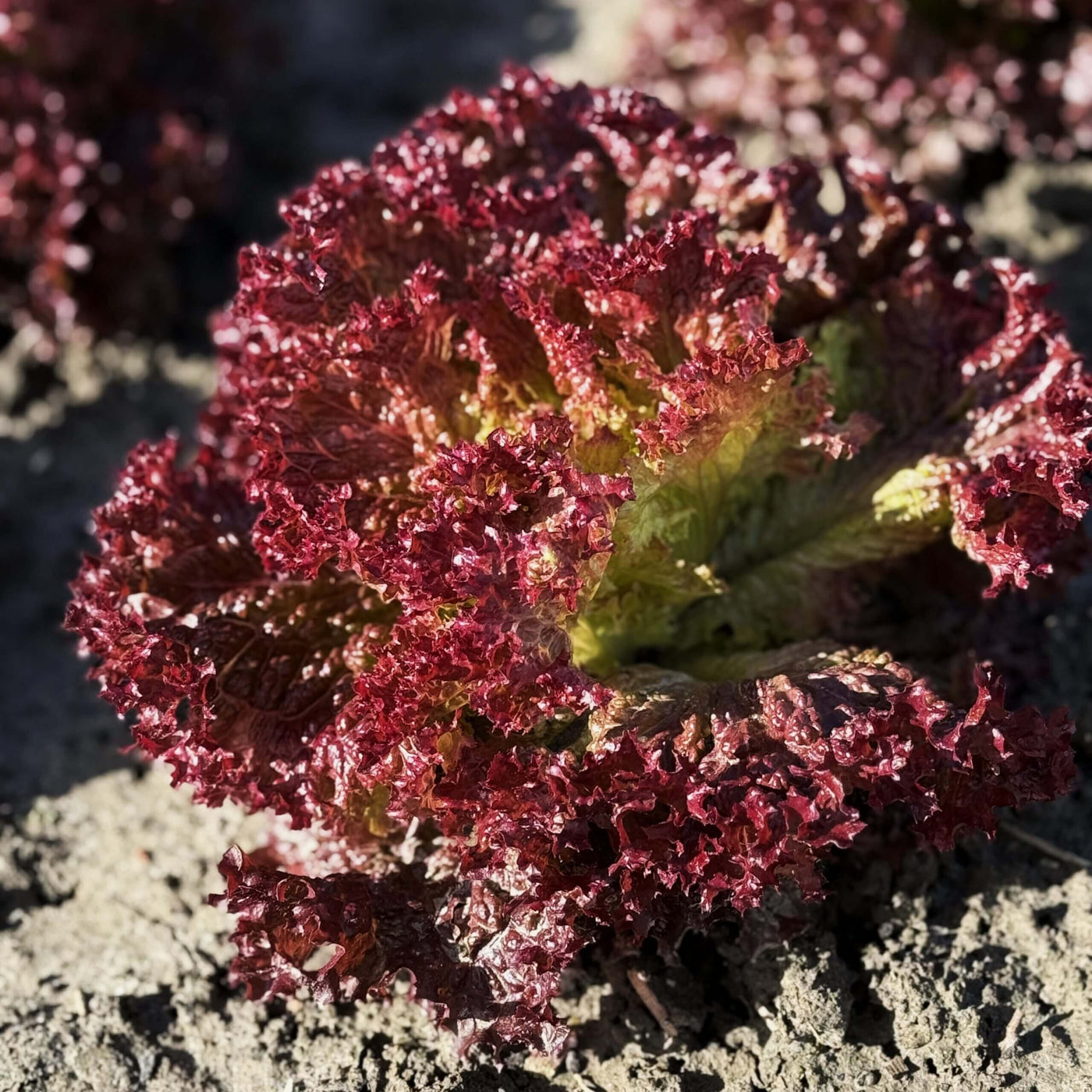 Lolla Rossa Lettuce Seeds