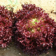 Lolla Rossa Lettuce Seeds