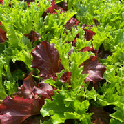 Mixed Lettuce Seeds