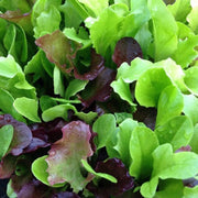 Mixed Lettuce Seeds