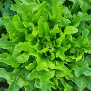 Oakleaf Lettuce Seeds