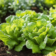 Oakleaf Lettuce Seeds