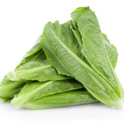 Parris Island Romaine Lettuce Seeds
