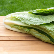 Parris Island Romaine Lettuce Seeds