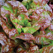 Prizehead Green Brown Lettuce Seeds