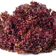 Purple Lettuce Seeds
