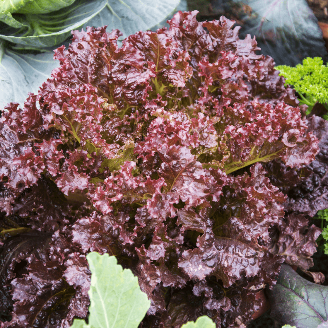 Purple Lettuce Seeds