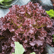 Purple Lettuce Seeds