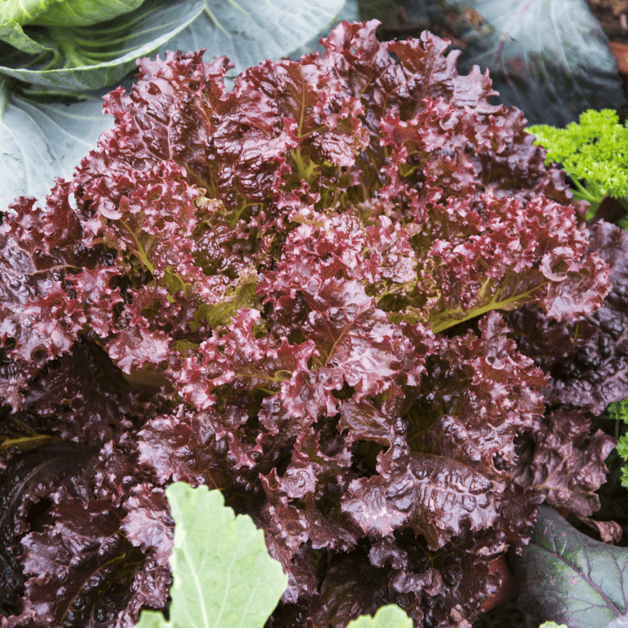 Purple Lettuce Seeds