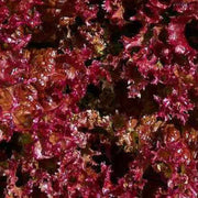 Red Lettuce Seeds