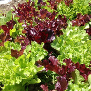 Red Green Mix Lettuce Seeds
