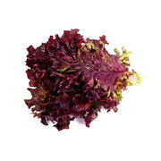 Red Lettuce Seeds