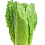 Roman Lettuce Seeds