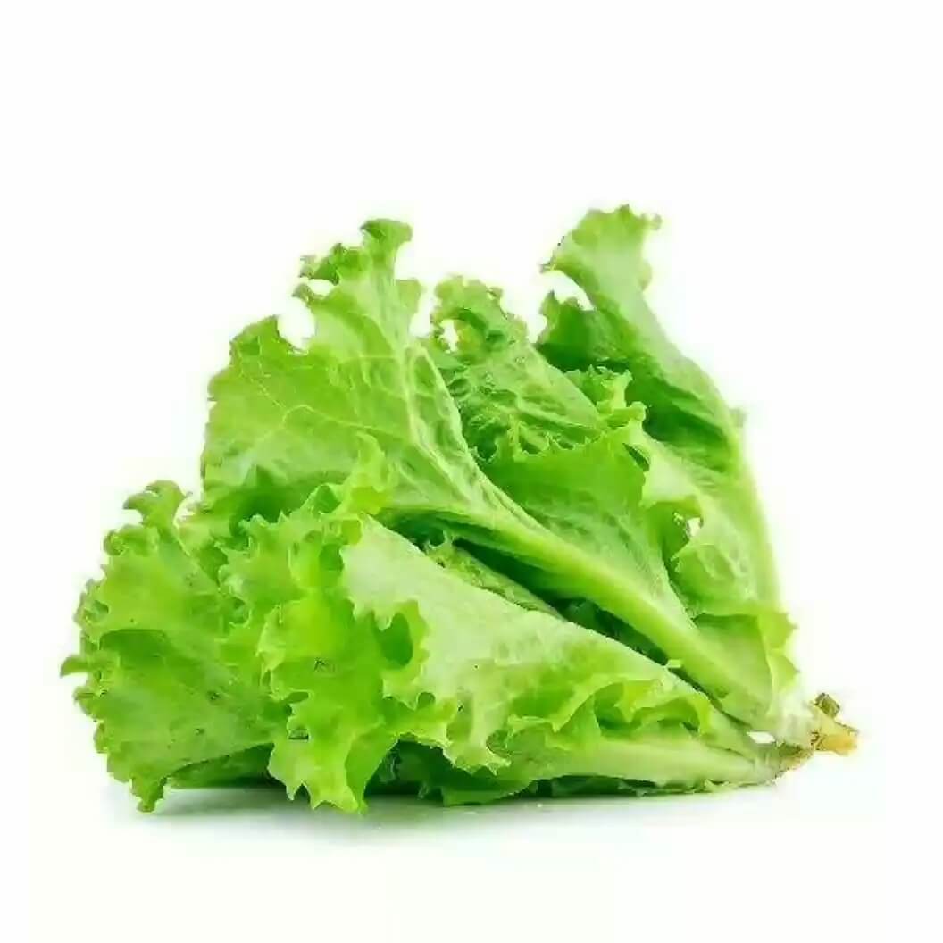 Roman Lettuce Seeds