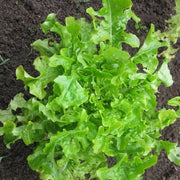 Salad Bowl Lettuce Seeds