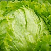 Iceberg Crisp Head Lettuce Seeds
