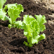 Lettuce Seeds - All In One For Home Gardens
