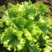 Lettuce Seeds - All In One For Home Gardens
