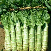 Asparagus Lettuce Seeds
