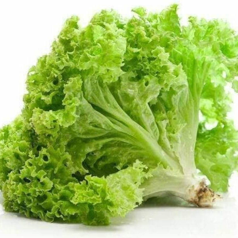 Batavia Lettuce Seeds