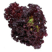Black Red Lettuce Seeds