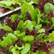 Mesclun Mix Lettuce Seeds