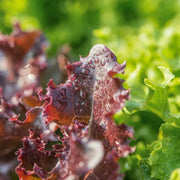 Red Green Mix Lettuce Seeds