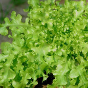 Salad Bowl Lettuce Seeds