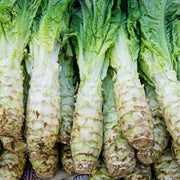 Asparagus Lettuce Seeds