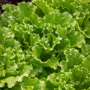 Batavia Lettuce Seeds
