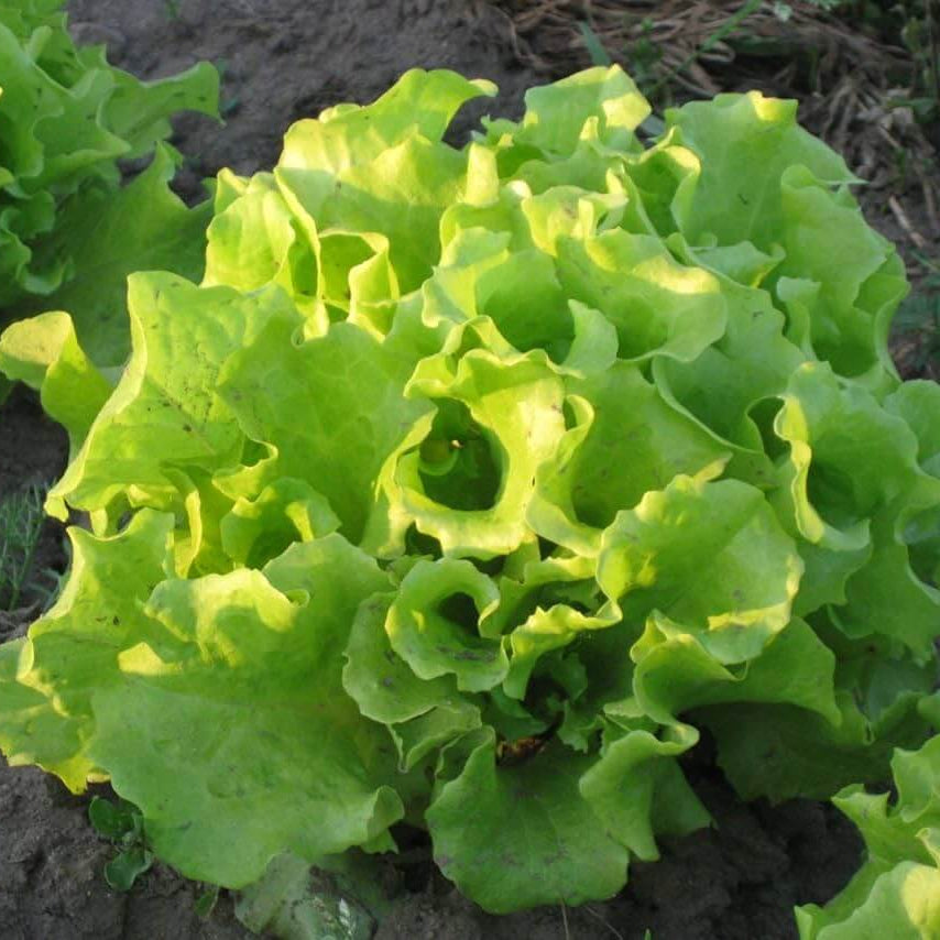 Black Lettuce Seeds