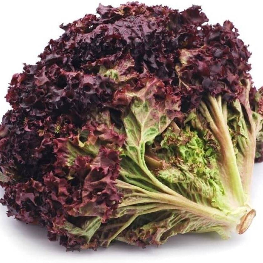 Black Red Lettuce Seeds
