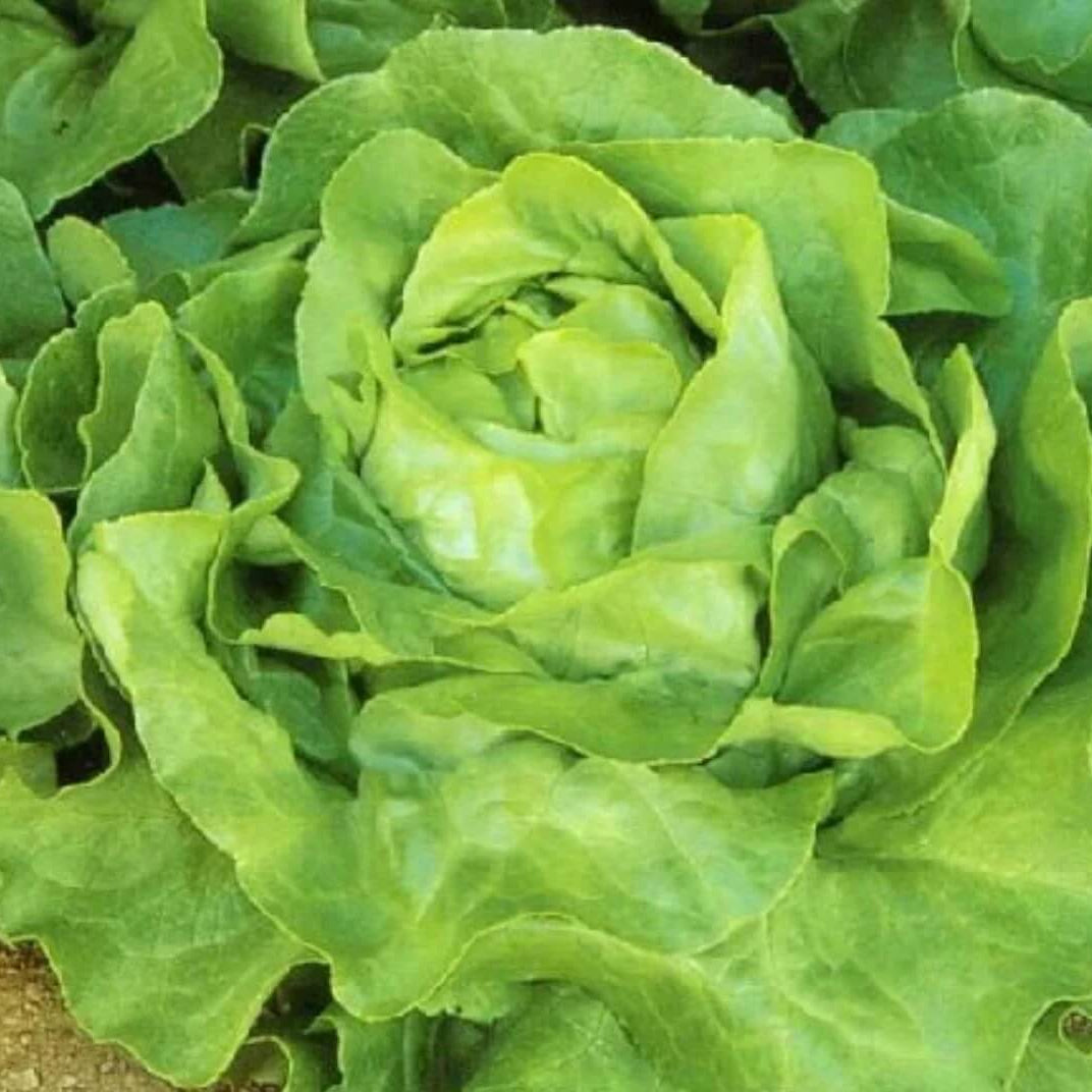 Butterhead Lettuce Seeds