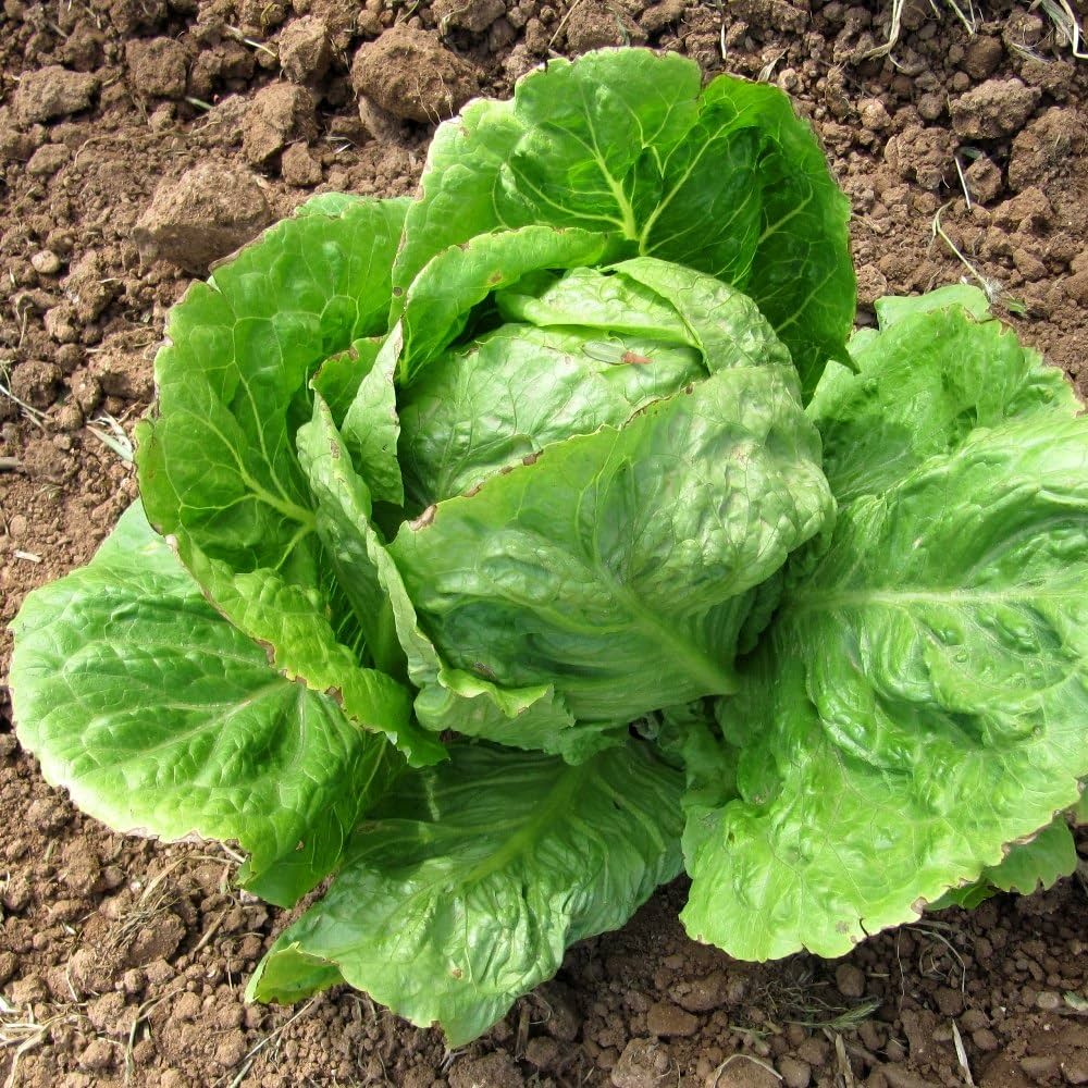 Lettuce Seeds – Lactuca sativa