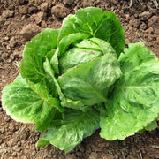 Lettuce Seeds – Lactuca sativa