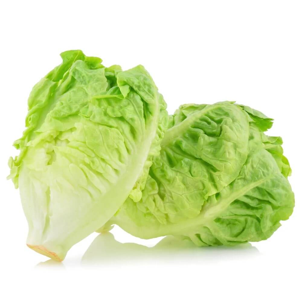 Gem Romaine Lettuce Seeds