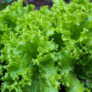 Grand Rapids Lettuce Seeds