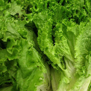 Green Ice Lettuce Seeds