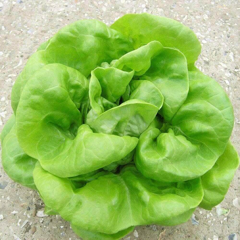 Heirloom Lettuce Seeds
