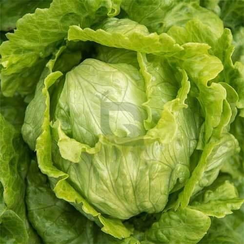 Iceberg Crisp Head Lettuce Seeds