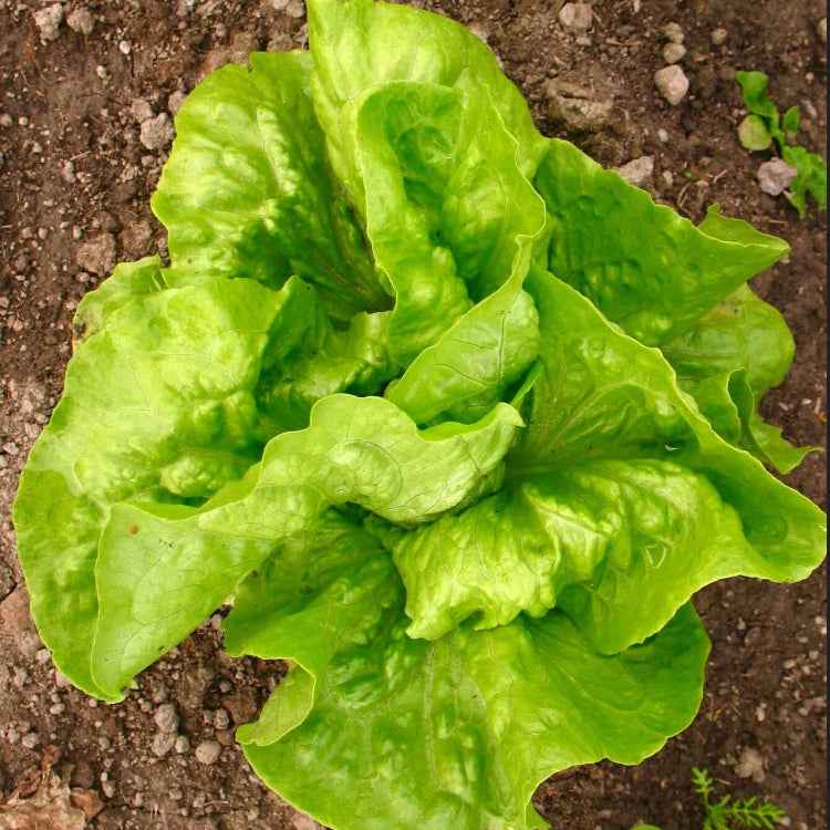 Lactuca Sativa Lettuce Seeds